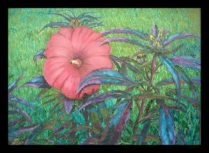hibiscus vic