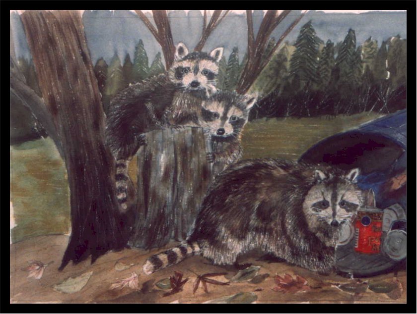 Watercolors mmraccoon